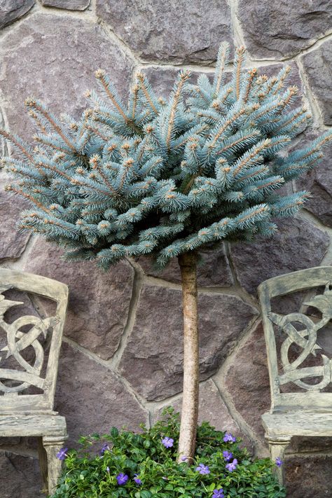 Dwarf Globe Blue Spruce - Monrovia - Dwarf Globe Blue Spruce Globe Blue Spruce, Potted Topiary, Entryway Garden, Blue Spruce Tree, Monrovia Plants, Patio Trees, Evergreen Garden, Plant Catalogs, Spruce Tree