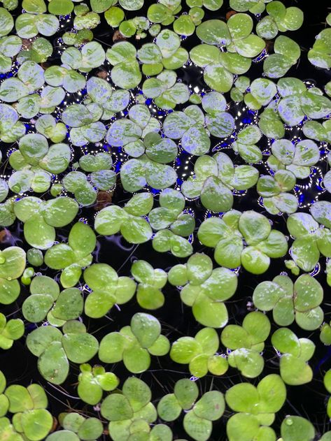 Duckweed Aquarium, Snail Tank, Small Fish Tanks, Plant Wishlist, Red Giant, Landscape Inspiration, Pet Turtle, Floating Plants, Aquarium Plants