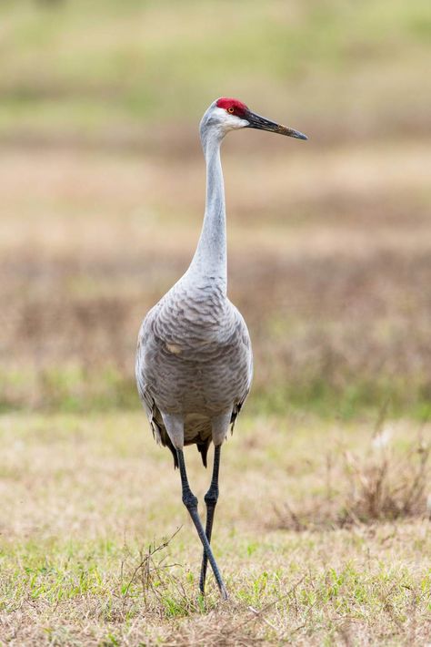 Sandhill-Crane Florida In December, Animal Tarot, Sandhill Cranes, Sandhill Crane, What Is A Bird, Gainesville Florida, Crane Bird, Shorebirds, Big Bird