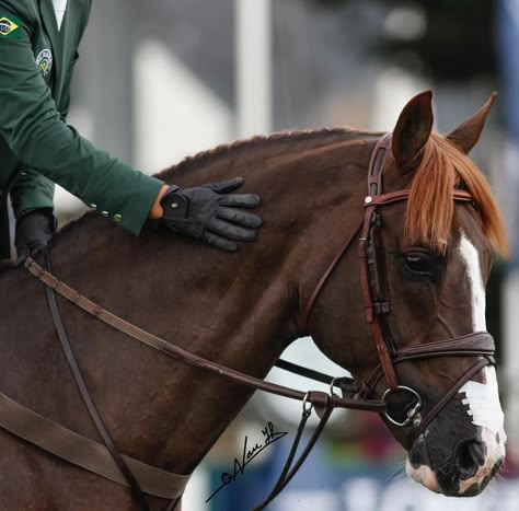 Dark Chestnut Horse, Liver Chestnut Horse, Chestnut Horse Aesthetic, Stallion Horses, English Horse, Equestrian Aesthetic, Pony Breeds, Beautiful Horse Pictures, Horse Aesthetic