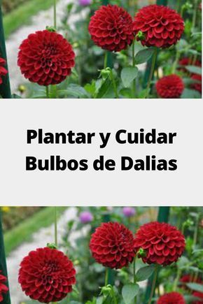 Plantar y Cuidar Bulbos de Dalias Mole, Beautiful Gardens, Dahlia, Flower Pots, Flower Garden, Planting Flowers, Cactus, Plants, Flowers