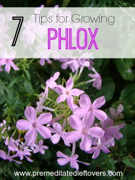 Phlox Plant, Growing Beets, Phlox Flowers, Grow Garden, Flower Business, Gardening Flowers, Flower Gardening, Secret Gardens, Plant Ideas