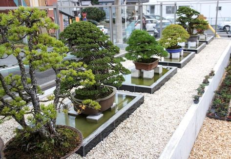 2016 Autumn Japan Bonsai Exploration– Part 2 – Valavanis Bonsai Blog Masahiko Kimura, Penthouse Garden, Commercial Aquaponics, Miniature Garden Design, Home Hydroponics, Bonsai Techniques, Aquaponics Diy, Courtyard Gardens Design, Japanese Bonsai