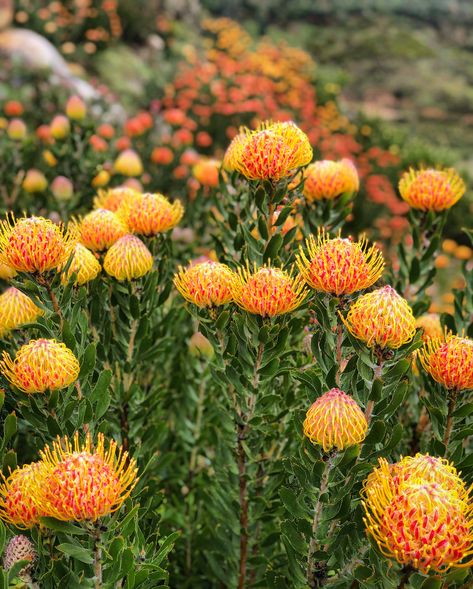 California Landscaping, Townhouse Garden, Flowering Succulents, Australian Native Garden, Mediterranean Plants, Australian Native Flowers, Australian Garden, Australian Native Plants, Coastal Gardens