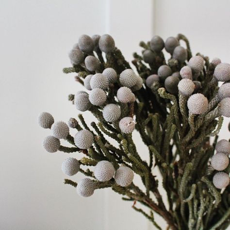 Custom Wedding Flowers For All on Instagram: “Silver Brunia Balls are some of my favourite “Filler Flowers” to use 🙌🏼 What’s a filler flower? 😉 I’m glad you asked 💁🏼‍♀️ . . There are…” Silver Brunia, Filler Flowers, Bridal Flowers, Custom Wedding, My Favourite, Wedding Flowers, Flowers, Silver, On Instagram