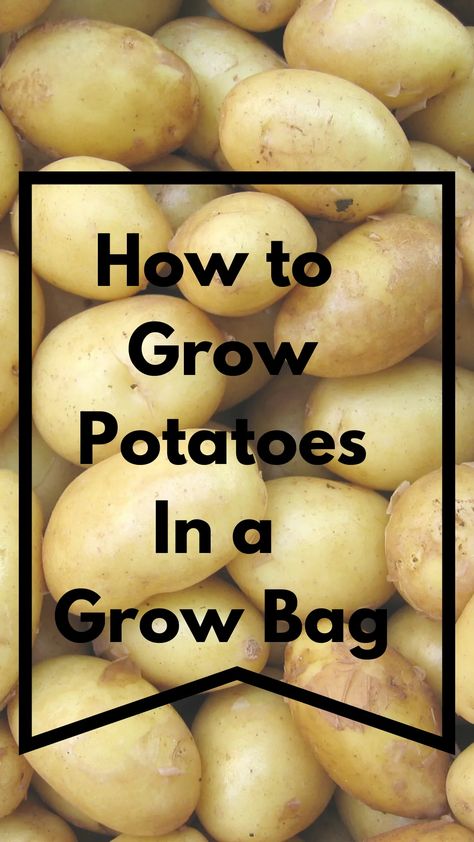 Potatoes In Grow Bags, Growing Potatoes Indoors, Container Potatoes, Grow Potatoes, Potato Bag, Planting Potatoes, Canning Tips, Patio Pots, Growing Veggies