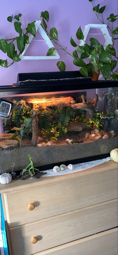 Lizard Home Ideas, Lizard Aquarium Ideas, Hermit Crab Enclosure Ideas, Snail Cage Ideas, Snail Tank Ideas, Lizard Tank Ideas, Snake Enclosure Decor, Snail Enclosure Ideas, Reptile Bedroom