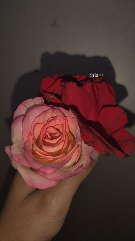 Aesthetic Rose Pic, Flower Snap Ideas, Rose Snap Story, Rose Story Instagram, Photo With Rose, Friend Snap, Rosé Snapchat, Nature Snap, Rose Snap