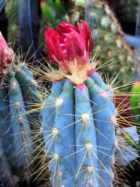 20/365: Strawflower Cactus Indoor Cactus Plants, Cactus Backgrounds, Succulent Flowers, Blooming Succulents, Alien Plants, Blue Succulents, Cactus Planta, Blue Cactus, Indoor Cactus