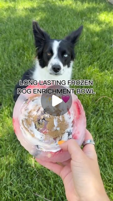 Frozen Dog Bowl Treats, Frozen Dog Enrichment Bowls, Puppy Enrichment Ideas, Your Dog, Frozen Dog Treats, Ice Bowl, Puppy Bowls, Frozen Dog, Dog Enrichment