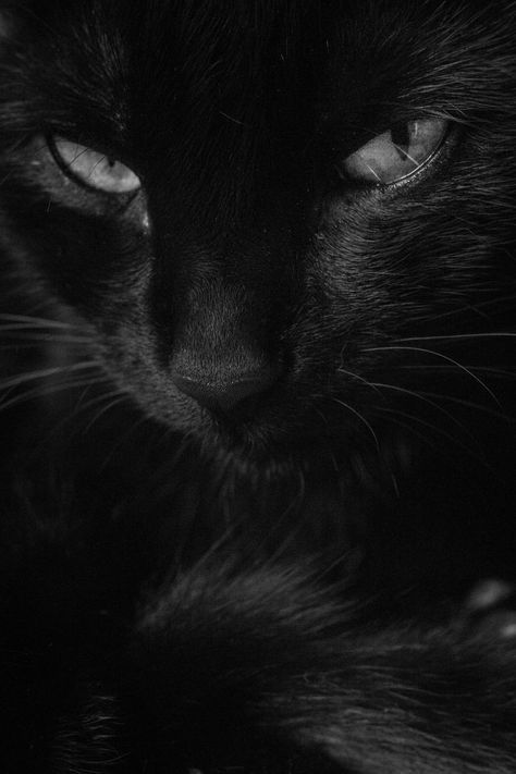 Black Cat Aesthetic, Cat Fence, Karma Yoga, Unique Photos, Le Suit, Black Kitten, Cute Black Cats, Cat Photography, Cat People