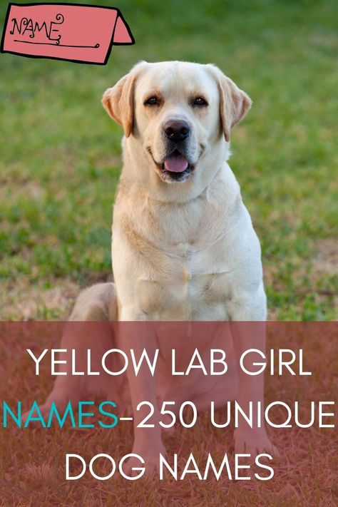 Yellow Lab Girl Names are finally compiled. A name of a dog or human is very important in its personality and its general... #dognames #dognamesuggestions #yellowlab#girlname Female Lab Puppy Names, Yellow Dog Names, Yellow Labs Dogs, Good Girl Dog Names, Lab Puppies Yellow, Country Dog Names, Girl Dog Names Unique, Puppies Names Female, Yellow Lab Names