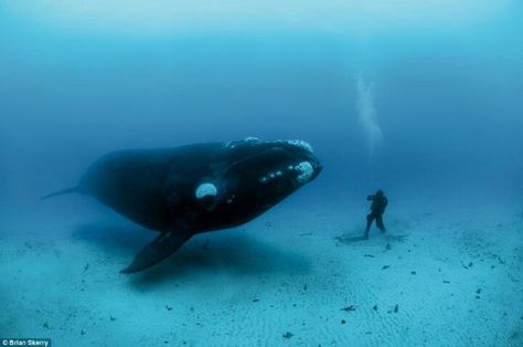 Bowhead whale Bowhead Whale, Mind Blowing Pictures, Right Whale, Under The Water, Ocean Day, Oceans Of The World, Marine Mammals, Under Water, Humpback Whale