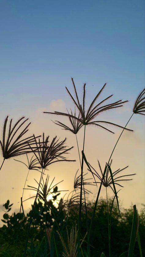 I found this grass in the graveyard Kingdom Plantae, Types Of Grass, Scientific Name, Common Names, The Common, Rhodes, Farm Life, Nature Lover, Habitat