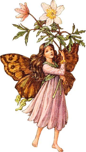 fairycore on Tumblr Fairies Exist, Flower Fairies Books, Fairy Images, Fairy Illustration, Fairy Pictures, Cicely Mary Barker, Vintage Fairies, Fairy Book, Fairy Magic