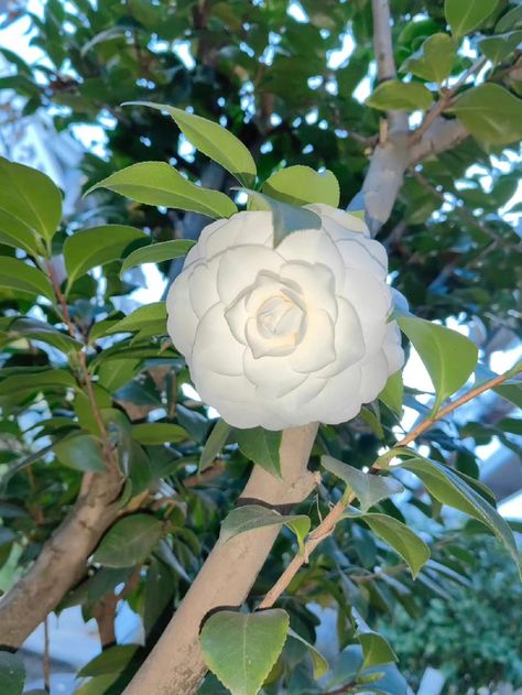 White Camellia Flower, Flower Species, Flower Language, White Camellia, Printed Circuit, Printed Circuit Board, Camellia Flower, Flower White, Circuit Board