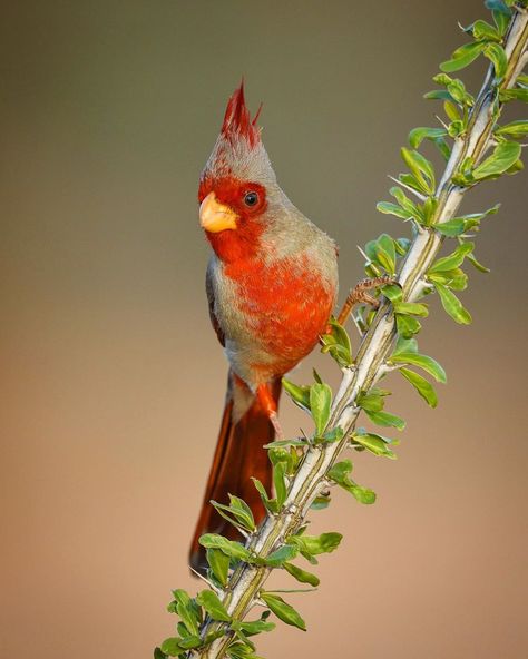 john l crawley  -  BIRDS on Instagram: “A male Pyrrhuloxia, perches on an Ocotillo branch in Southern Arizona. Pyrrhuloxia are in the same family as cardinals, grosbeaks, and…” Arizona Birds, Southern Arizona, Birdy, Map Art, Cardinals, Instagram A, Arizona, Birds, Animals