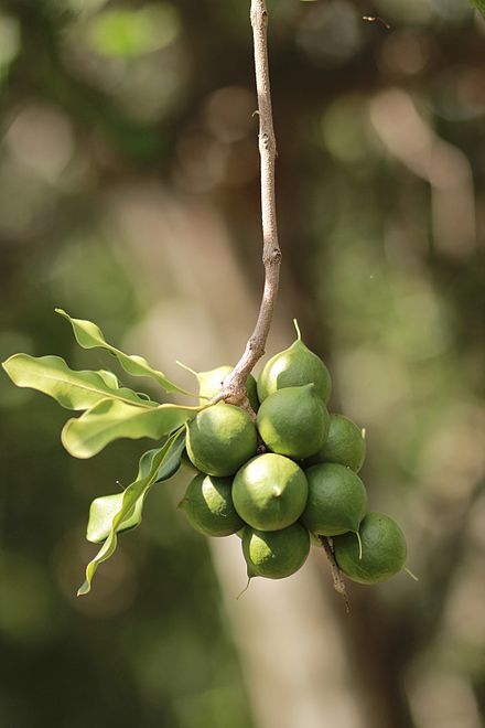 Macadamia 'integrifolia' nuts on tree Macadamia Nut Tree, Mauna Loa, Garden Cooking, Macadamia Nut Oil, Macadamia Nut, Tropical Rainforest, Macadamia Nuts, Tree Farms, Plant Sale