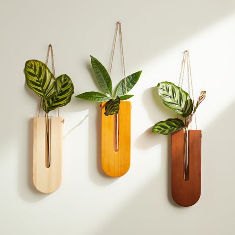 PRICES MAY VARY. Dimension: The wall planter set has a dimension of 33" x 1.2" x 8.6" (L x W x H) Quality: The planters are made of natural pine wood and colored with a harmless wood preservative. The rope is strong and the tubes are securely in place. Use: The glass test tube container provides plenty of room for plant roots and allows observation of growth conditions. Can also be used for dried flowers or fake plants for decoration. Style: The minimalist design of the wooden frames and glass t Wall Plant Holder, Wall Planters Indoor, Pot Rack Hanging, Locker Decorations, Plants Wall, Pocket Vase, Plant Propagation, Glass Planter, Home Decor Sets