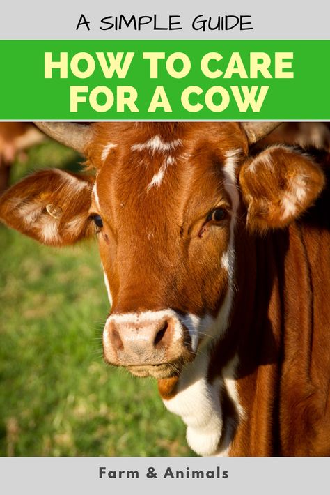 You may want to have a cow for your homestead to provide milk and produce a calf yearly for meat. You might want to have a herd of beef cattle to provide meat for your family and to sell for profit. You might want to have a string of dairy cows to milk for profit. No matter what your ultimate goal, you’ll need to start out your venture by understanding how to take care of a cow. In this article, we provide information on caring for cattle on your homestead, on your beef ranch or in your dairy. Raising A Cow For Meat, How To Care For Cows, Caring For Cows, Bottle Fed Calves, Raising Cows For Meat, Starting A Ranch, Cow Farm Ideas, Brangus Cattle, Cattle Barn Designs