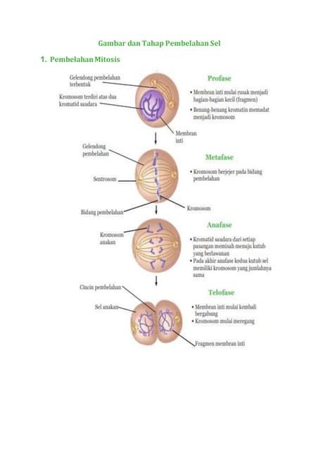 Regular Verb, Irregular Verb, Sistem Saraf, Regular Verbs, Desain Buklet, Irregular Verbs, Learn Faster, Linkedin Profile, Digital Library