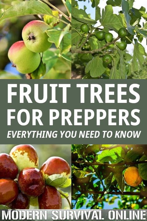 Survival Garden, Garden At Home, Growing Fruit Trees, Survival Gardening, Heirloom Vegetables, Growing Fruit, Food Garden, Fruit Garden, About Money