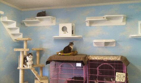 10 Ways to Create the ULTIMATE Cat Paradise in Your Home Cats Room, Cat Room Ideas, Cat Rooms, Cat Paradise, Low Maintenance Pets, Pet Room, Cat Houses, Cat Playground, Cat Cages