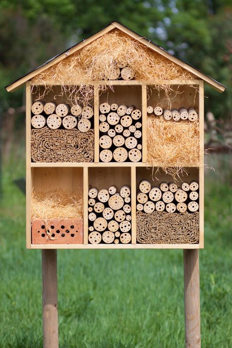 Pictures Of Insects, Bee Hotel, Insect Hotel, Lavender Farm, Utila, Garden Projects, Royalty Free Photos, Bird Feeders, Bird House