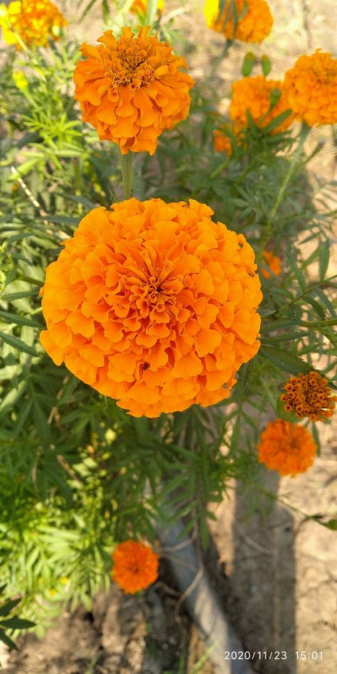 Tagetes Flowers, Interesting Wallpaper, Marigold Flowers, Aisle Flowers, Flower Sleeve, Marigold Flower, Feeling Pictures, Face Aesthetic, Utah Photography