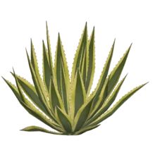 Agave Americana Marginata (FelipeepileF) | ZT2 Download Library Wiki | FANDOM powered by Wikia Collage Items, Agave Americana, Graphics Resources, Landscape Architecture Graphics, Tree Photoshop, Photoshop Resources, Agave Plant, Plant Images, Architecture Graphics