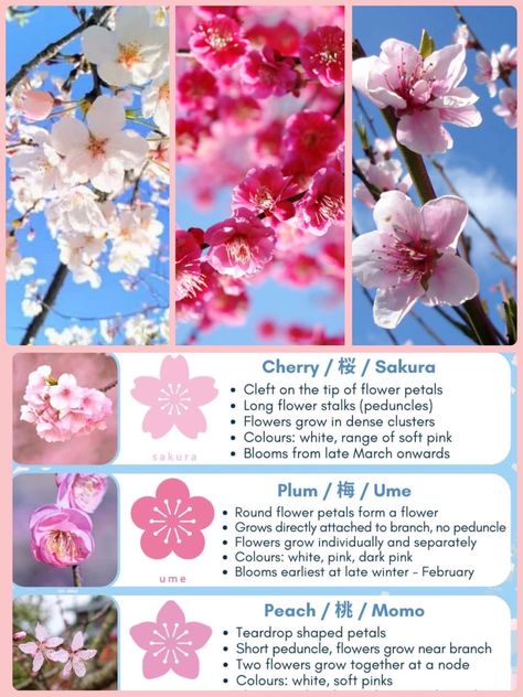 Hacks For Hair, Pretty Flower Names, Hacks For Girls, Happy April, Long Flowers, Cherry Blossom Festival, Army Corps Of Engineers, Flower Guide, Flower Meanings