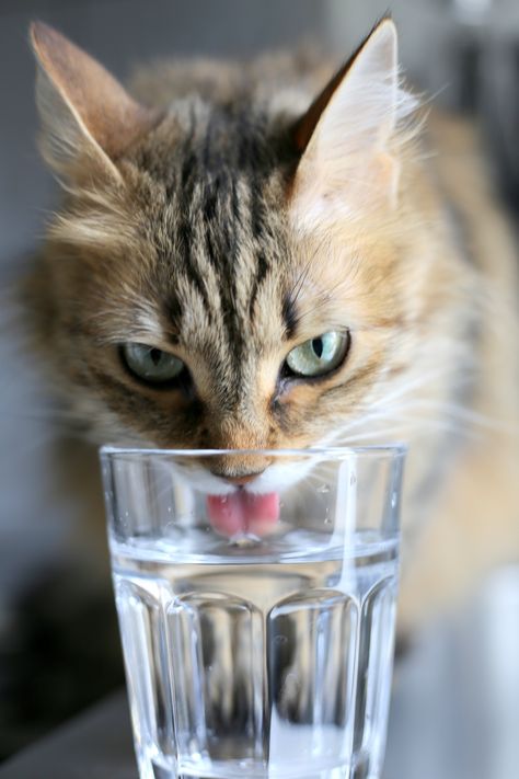 Why Does My Cat Drink From My Water Glass? | Cuteness Cat Water Bowl, Cat Water Fountain, Cat Info, Cat Drinking, Dry Cat Food, Water Glass, Cat Walk, Indoor Cat, Funny Cat Videos