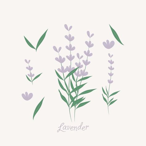 Lavender flowers elements Lavender Plant Illustration, Lavender Pattern Illustration, Lavender Vector Illustration, Lavender Digital Art, Lavender Illustration Design, Lavender Graphic Design, Lavender Cartoon, Flower Business Logo, Lilac Illustration