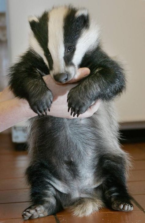 Baby Badger, Honey Badger, Cute Creatures, Sweet Animals, Animal Planet, Animals Friends, Beautiful Creatures, Badger