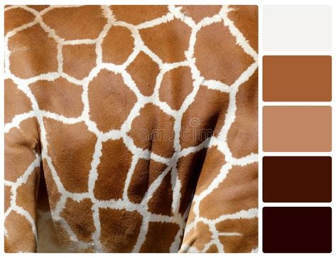 Giraffe Skin Texture With Palette Color Swatches Stock Photo - Image ... Animal Print Color Palette, Animal Colour Palette, Giraffe Color Palette, Lion Colour Palette, Wildlife Colour Palette, Safari Color Palette, Horse Safari, African Animals Photography, Giraffe Colors