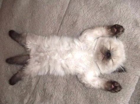 Siamese kitten lying on its back sleeping Tierischer Humor, Sleeping Kitten, Slaap Lekker, Siamese Kittens, Puppy Care, Cat Sleeping, Ragdoll Cat, Funny Cute Cats, Siamese Cats