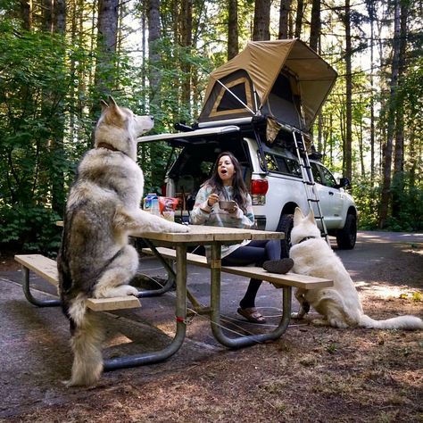 National Dog Day, Van Life Diy, Dog Camping, Dog Day, Dog Adventure, Pretty Dogs, Alaskan Malamute, Good Boy, Wolf Dog