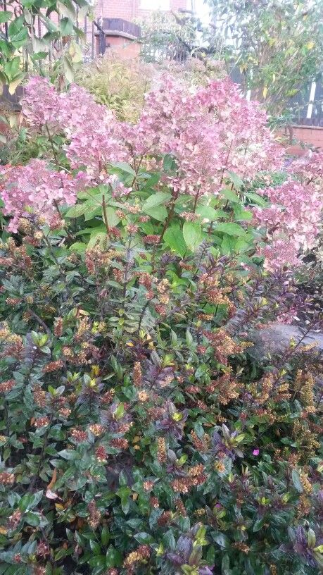 Hebe Midnight Sky & the beautiful Wim's Red Hydrangea ... my front garden in Autumn :-) Red Hydrangea, Midnight Sky, Gorgeous Gardens, Front Garden, Hydrangea, Plants, Red