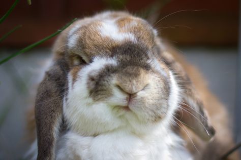 Old Bunny | Approaching 6 years old and still going strong. … | Flickr Benny And Joon, Grumpy Bunny, Fluffy Bunny, Bunny Pictures, Pet Bunny, Funny Bunnies, Baby Bunnies, Hamsters