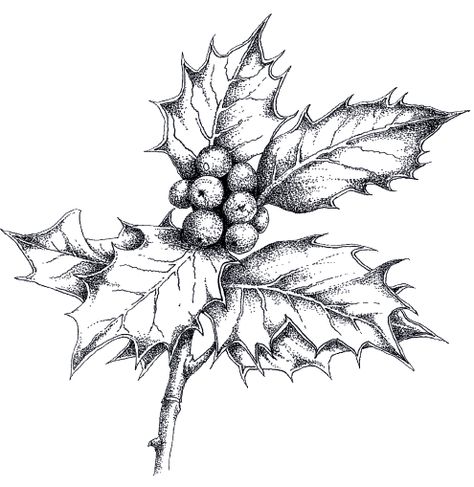 How to Paint and Draw Holly for Christmas Cards with Judith Milne Xmas Drawing, Holly Branch, Christmas Sketch, Winter Drawings, Christmas Drawing, Christmas Holly, Pen Art, Christmas Watercolor, Disney Fan Art