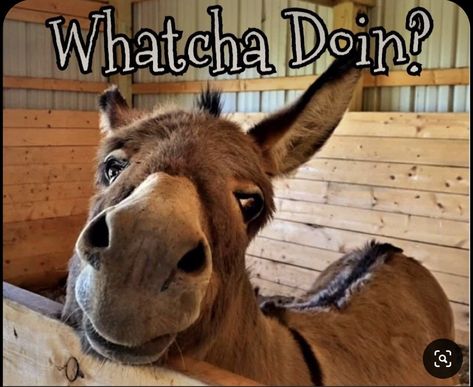 Whatcha Doing Funny, Watcha Doing Funny Hilarious, Whatcha Doin Funny, What You Doing, What Are You Doing Funny, Donkey Quotes, Funny Hello, Whatcha Doin, Cute Animal Quotes