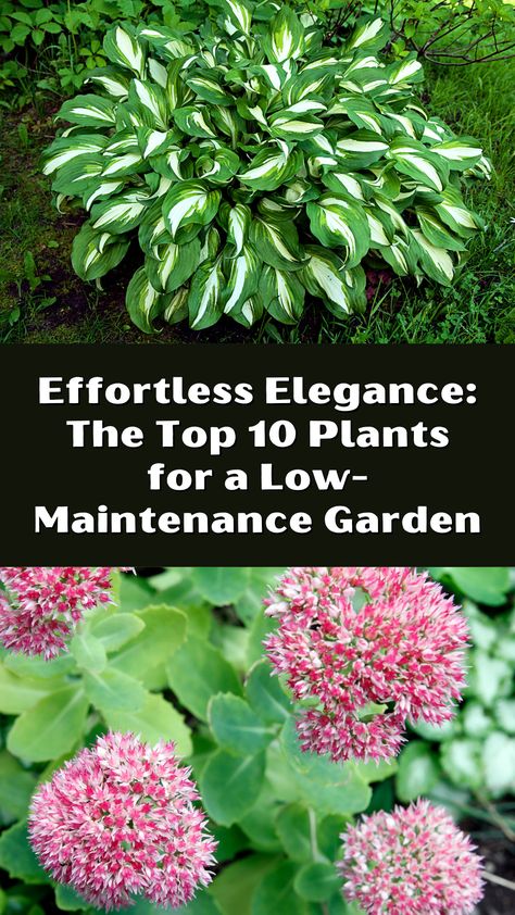 If you're looking to create a beautiful outdoor space without putting in a lot of time and effort, then a low-maintenance garden might be just what you need. There are plenty of plants that require... Low Maintenance Plants Outdoor, Low Maintenance Flower Garden, Landscaping Around Patio, Low Maintenance Garden Design, Easy Plants To Grow, Front Landscaping, Low Maintenance Landscaping, Beautiful Outdoor Spaces, Patio Plants