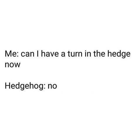 Make Em Laugh, Bad Puns, Clean Humor, Bad Jokes, Hedgehogs, Dad Jokes, Funny Me, Tumblr Funny, Funny Laugh