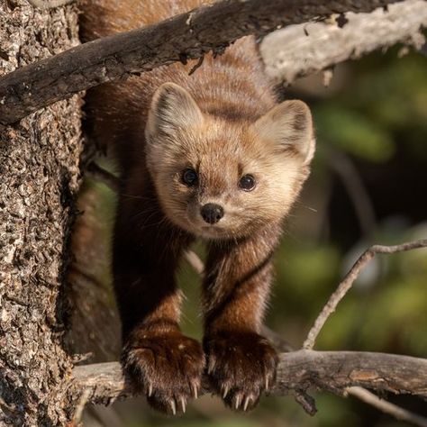 American Marten, Pine Marten, Pet Spaces, Tropical Animals, Paws And Claws, Pretty Animals, Silly Animals, Zoo Animals, Animal Photo