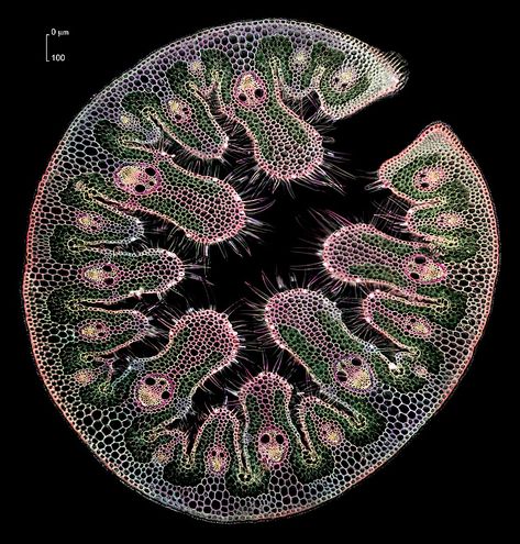 Evolution Of Life, Cells Microscope, Microscope Images, Micro Organisms, Life Cycle, Microscope Pictures, Microscope Art, Microscopic Cells, Microscopic Organisms