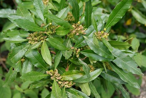 Bush Medicine, Australian Trees, Poisonous Plants, Naturopathy, Clay Animals, Traditional Medicine, Types Of Soil, Aboriginal Art, Medicinal Plants