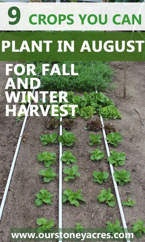 9 crops you can plant in August for fall and winter harvest. This post lets you know what crops you can plant in your garden during August and then harvest all fall and into the winter as well. Garden Plot, Winter Crops, Fall Vegetables, Fall Garden Vegetables, Garden Veggies, Veg Garden, School Garden, Home Vegetable Garden, The Secret Garden