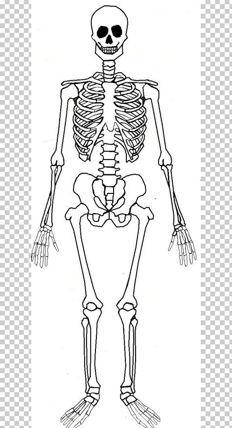 Skeleton Body Sketch, Body Skeleton Anatomy, Full Body Skeleton Sketch, Body Bone Drawing, Skeleton System Drawing, Leg Skeleton Drawing, Full Body Skeleton Drawing, Skelton Ideas Drawing, Skeleton Body Drawing Simple