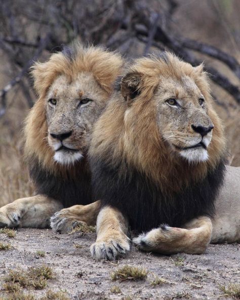 Two of the five Vuyela males relaxing at the Klaserie Private Nature Reserve. Healthy, dark maned, strong and in their prime. Greater Kruger Dec 2022 Drawing People Faces, Male Lion, Lion Pride, Van Dijk, A Force, Wildlife Animals, Nature Reserve, Drawing People, Lion King