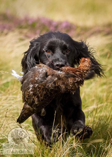 Working cocker spaniel retrieving game. Working Spaniel, Working Cocker Spaniel, French Brittany, Black Cocker Spaniel, Boykin Spaniel, Working Cocker, English Cocker Spaniel, Cocker Spaniels, Life Board